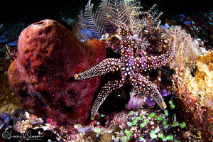 Bumpy Sea Star/Photographed with a Canon 60 mm macro lens... by Laurie Slawson 